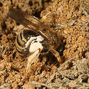 Halictus scabiosae, W Halictus scabiosae, W