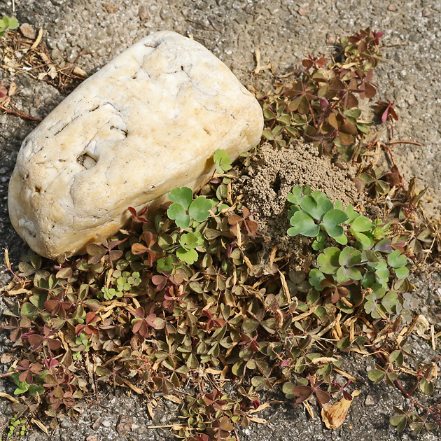 Halictus-scabiosae-Nest auf der Terrasse Halictus-scabiosae-Nest auf der Terrasse