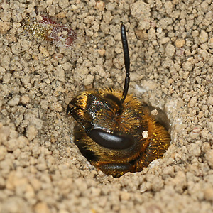 Halictus scabiosae, W Halictus scabiosae, W