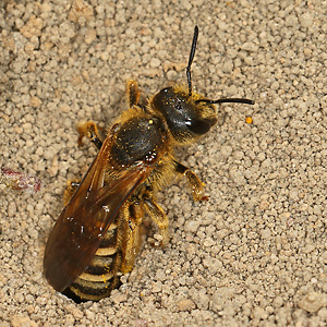 Halictus scabiosae, W Halictus scabiosae, W
