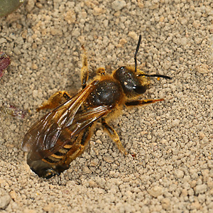 Halictus scabiosae, W Halictus scabiosae, W