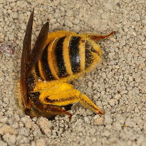 Halictus scabiosae, W Halictus scabiosae, W