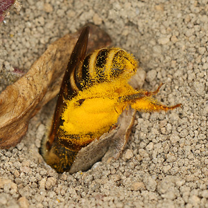 Halictus scabiosae, W Halictus scabiosae, W