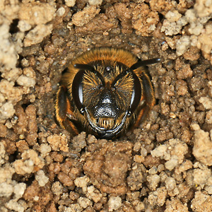 Halictus scabiosae, W im Nesteingang Halictus scabiosae, W im Nesteingang