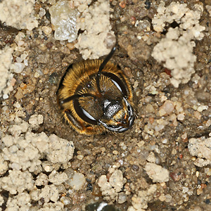 Halictus scabiosae, W im Nesteingang Halictus scabiosae, W im Nesteingang