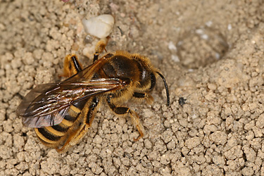 Halictus scabiosae, W vor dem Nest Halictus scabiosae, W vor dem Nest