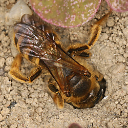 Halictus scabiosae, W am Nesteingang Halictus scabiosae, W am Nesteingang