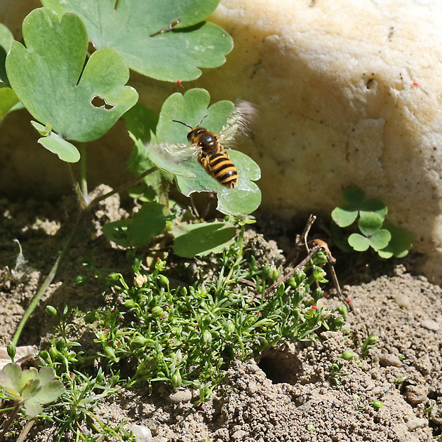 Halictus-scabiosae-Nest auf der Terrasse Halictus-scabiosae-Nest auf der Terrasse