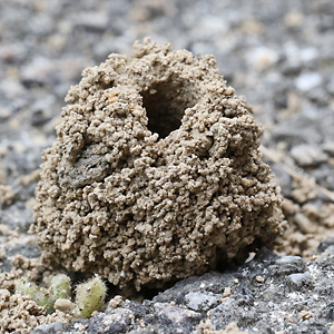 Halictus-scabiosae-Nest: Tumulus Halictus-scabiosae-Nest: Tumulus