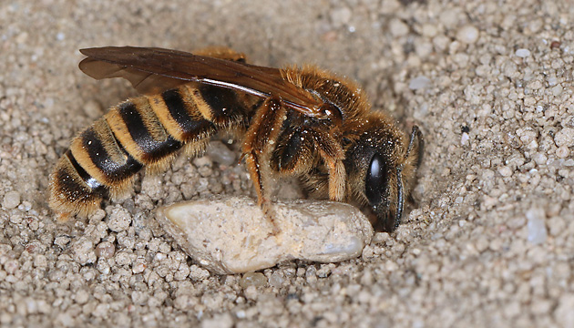 Halictus scabiosae: grabendes W Halictus scabiosae: grabendes W