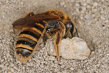 Halictus scabiosae, W am Nest Halictus scabiosae, W am Nest