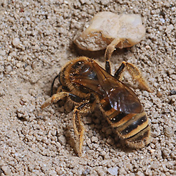 Halictus scabiosae, W am Nest Halictus scabiosae, W am Nest