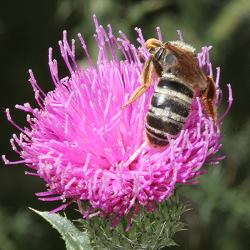 Furchenbiene Halictus sexcinctus, W Furchenbiene Halictus sexcinctus, W