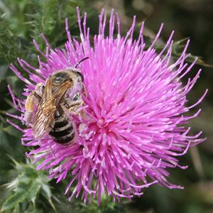 Halictus sexcinctus, W