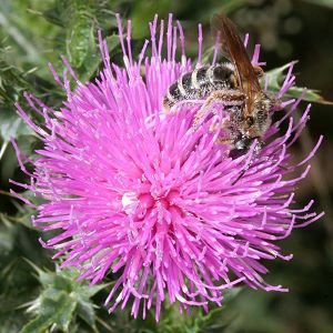 Halictus sexcinctus, W