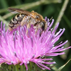 Halictus sexcinctus, W