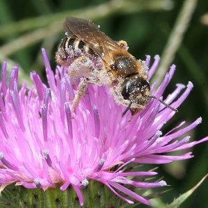 Halictus sexcinctus, W