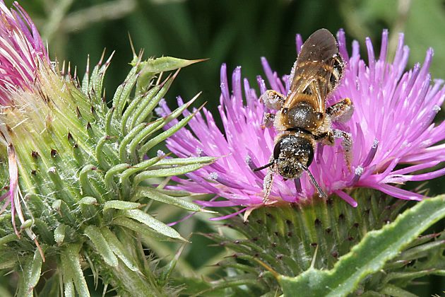 Halictus sexcinctus, W