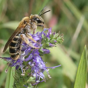 Halictus sexcinctus, W