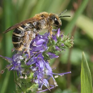Halictus sexcinctus, W