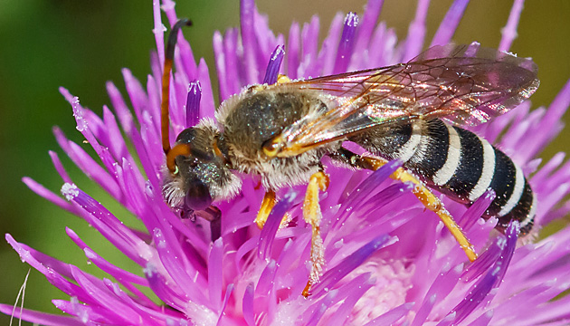 Halictus sexcinctus, M