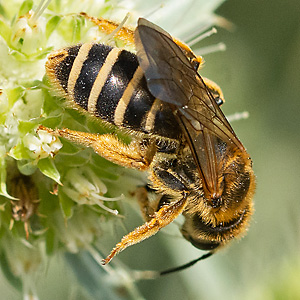 Halictus sexcinctus, W