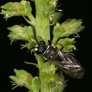 Hylaeus signatus, M