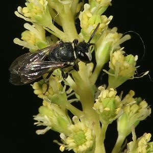 Hylaeus signatus, M