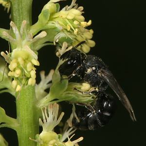 Hylaeus signatus, M