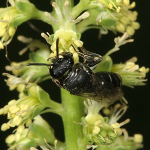 Hylaeus signatus, W