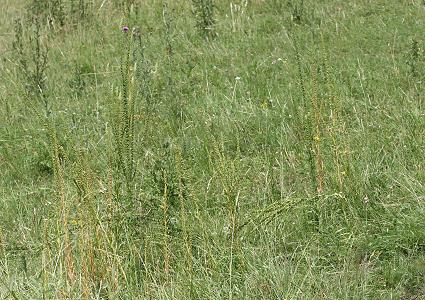 F&auml;rber-Wau (Reseda luteola) am Rheindamm