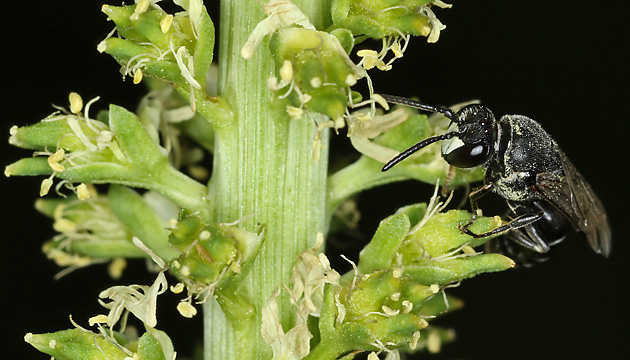 Hylaeus signatus, M