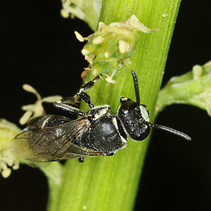 Hylaeus signatus, M