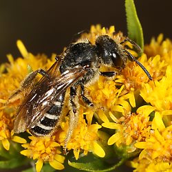 Furchenbiene Halictus simplex, W