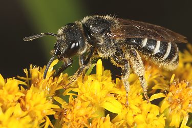Halictus simplex, W