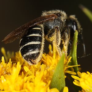 Halictus simplex, W