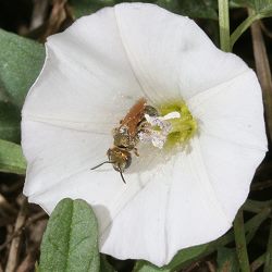 Furchenbiene Halictus subauratus Furchenbiene Halictus subauratus
