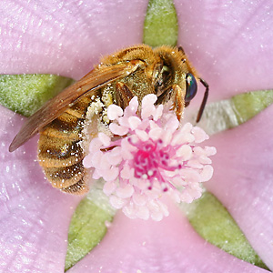 Halictus subauratus, W