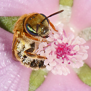 Halictus subauratus, W