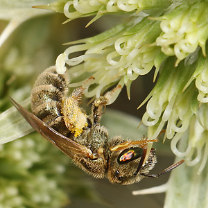 Halictus subauratus, W