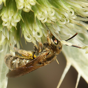 Halictus subauratus, W