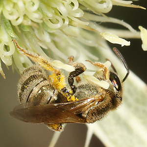 Halictus subauratus, W
