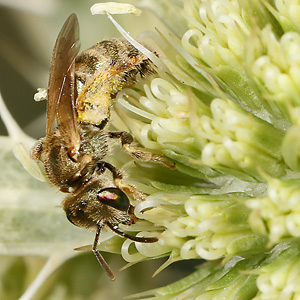 Halictus subauratus, W