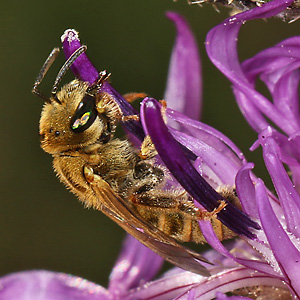 Halictus subauratus, W