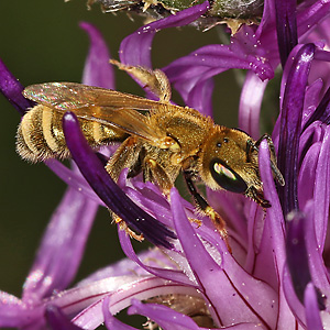 Halictus subauratus, W
