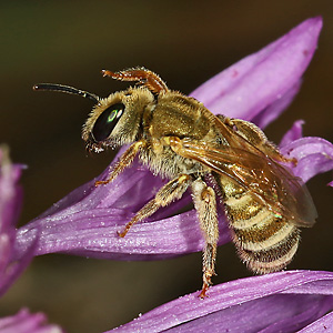 Halictus subauratus, W
