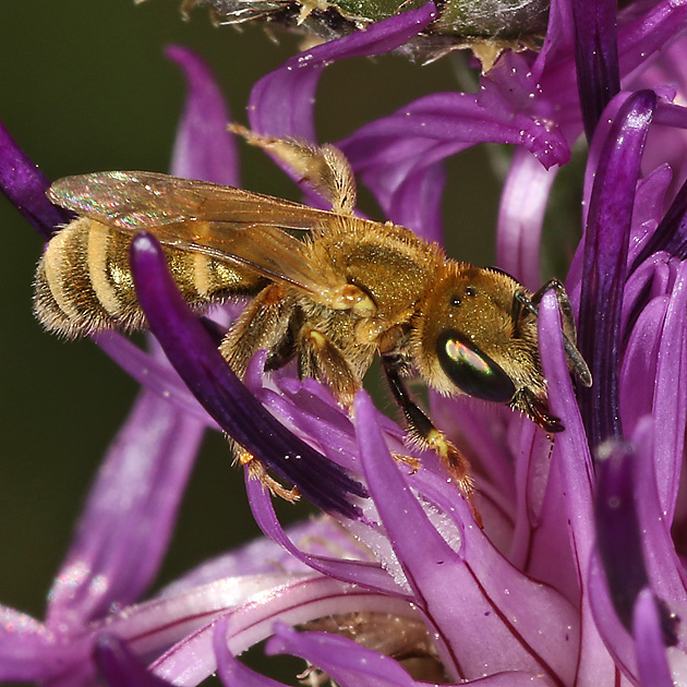 Halictus subauratus, W