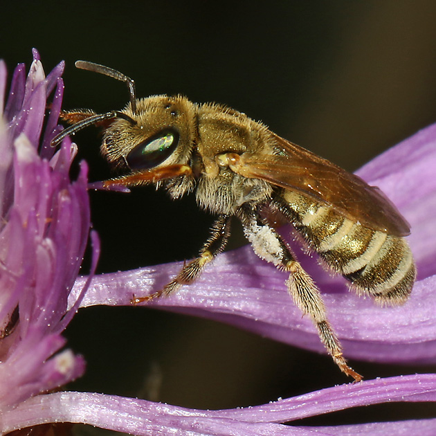 Halictus subauratus, W