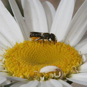 Heriades truncorum, W