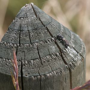 Heriades truncorum auf Pfahl
